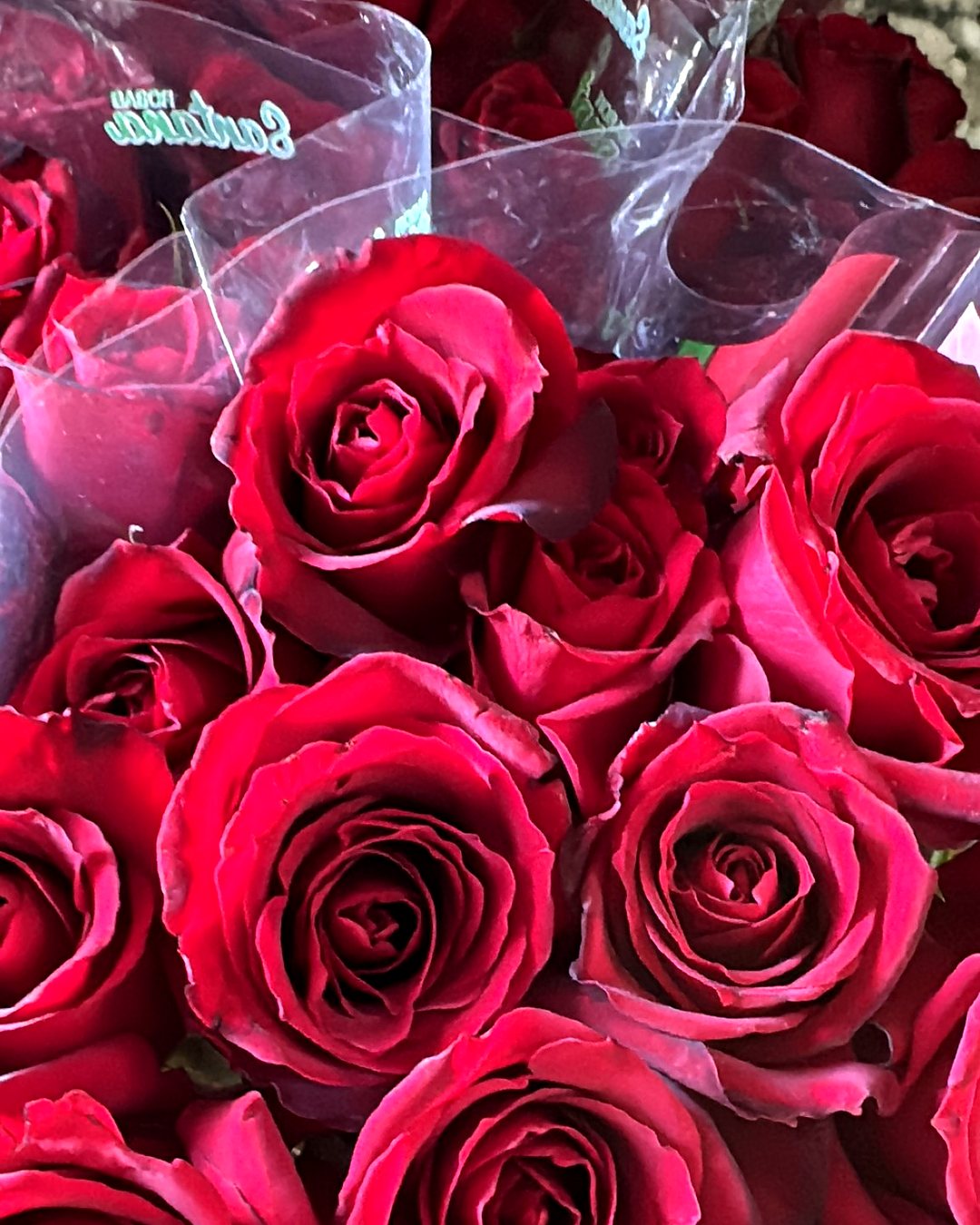 Rosas no galpão da Florbac