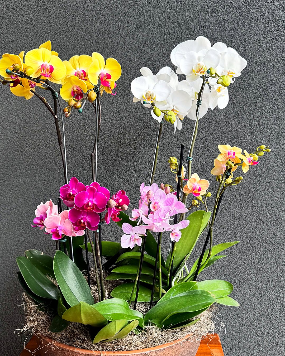 Bacia de orquídeas